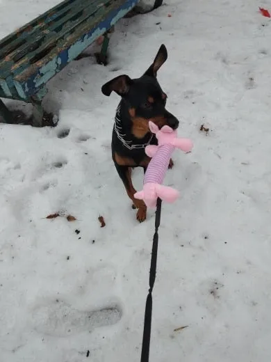 Dog Plush Squeak Toy