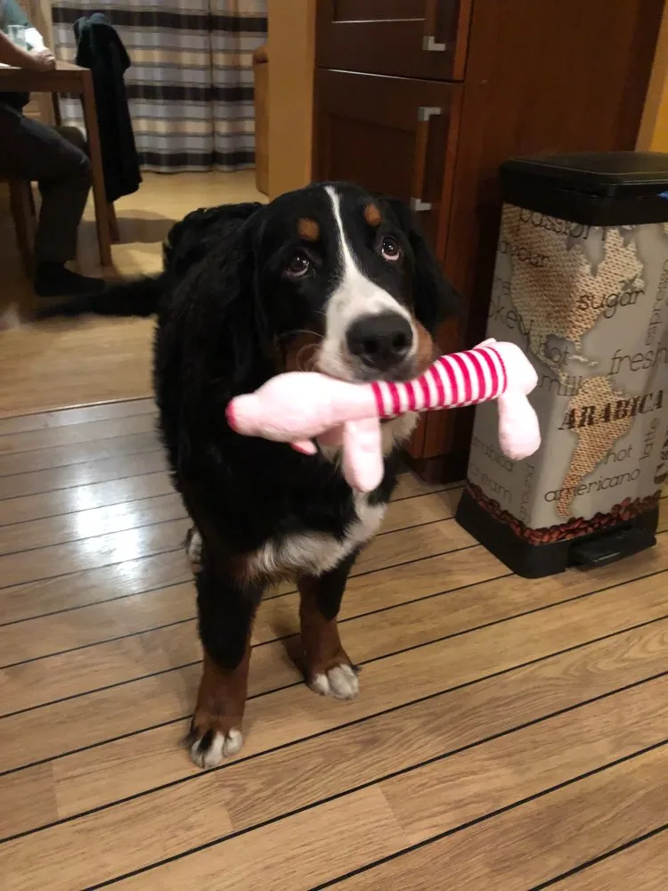 Dog Plush Squeak Toy