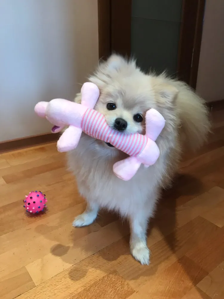 Dog Plush Squeak Toy