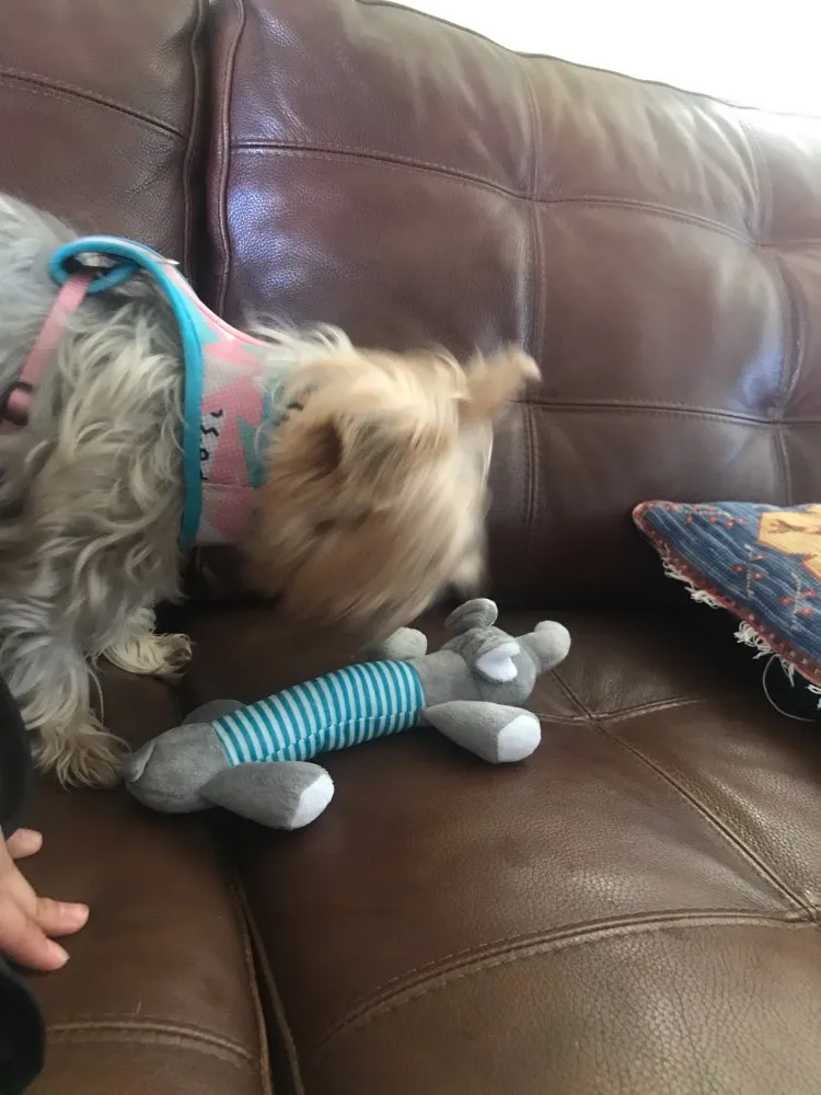 Dog Plush Squeak Toy