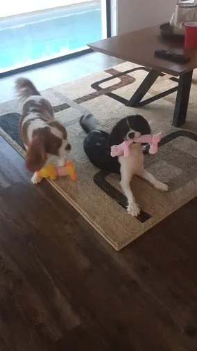 Dog Plush Squeak Toy