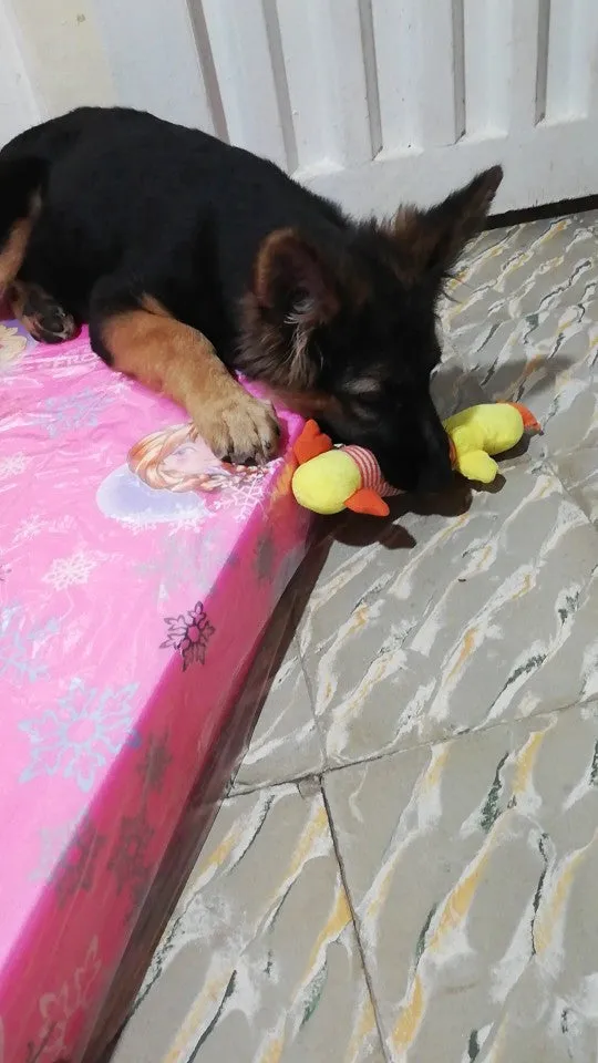 Dog Plush Squeak Toy