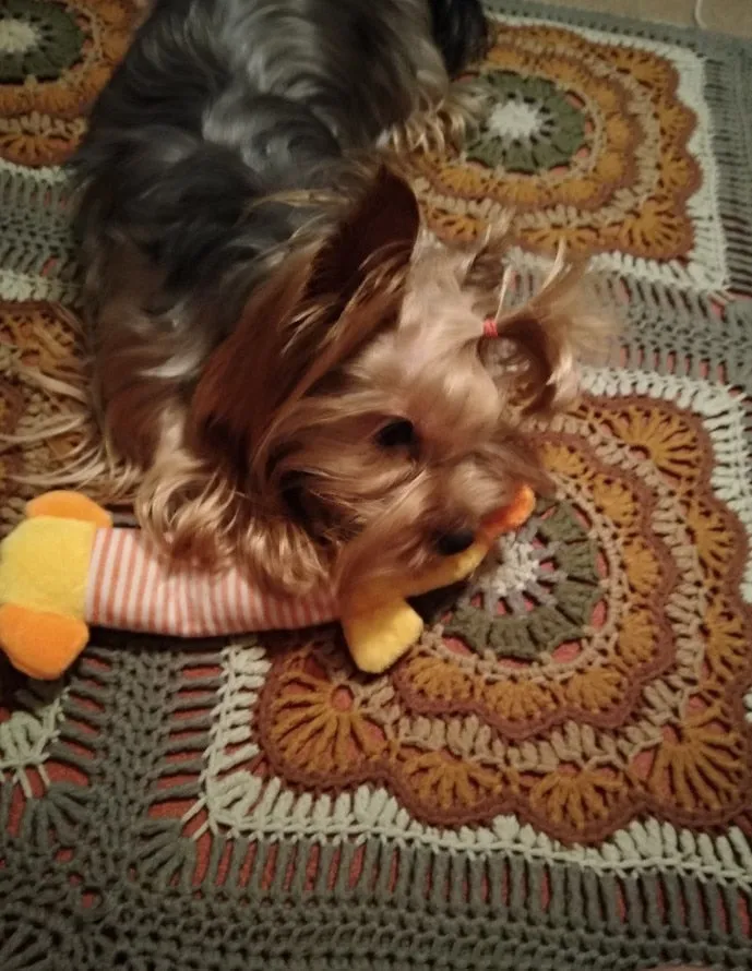 Dog Plush Squeak Toy