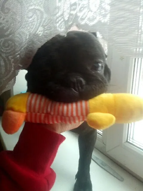 Dog Plush Squeak Toy