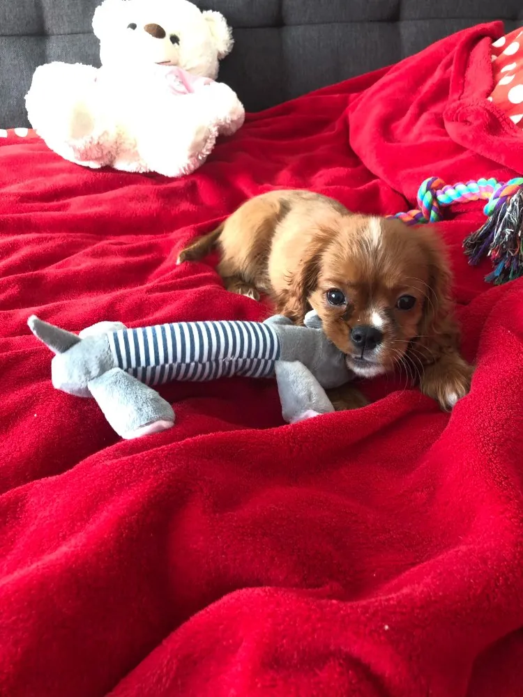 Dog Plush Squeak Toy
