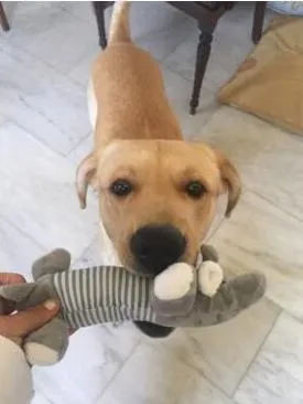 Dog Plush Squeak Toy