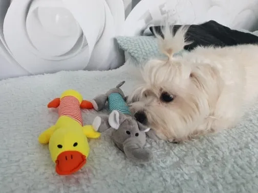 Dog Plush Squeak Toy