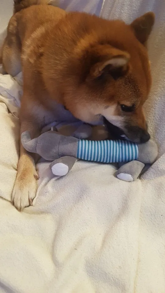 Dog Plush Squeak Toy