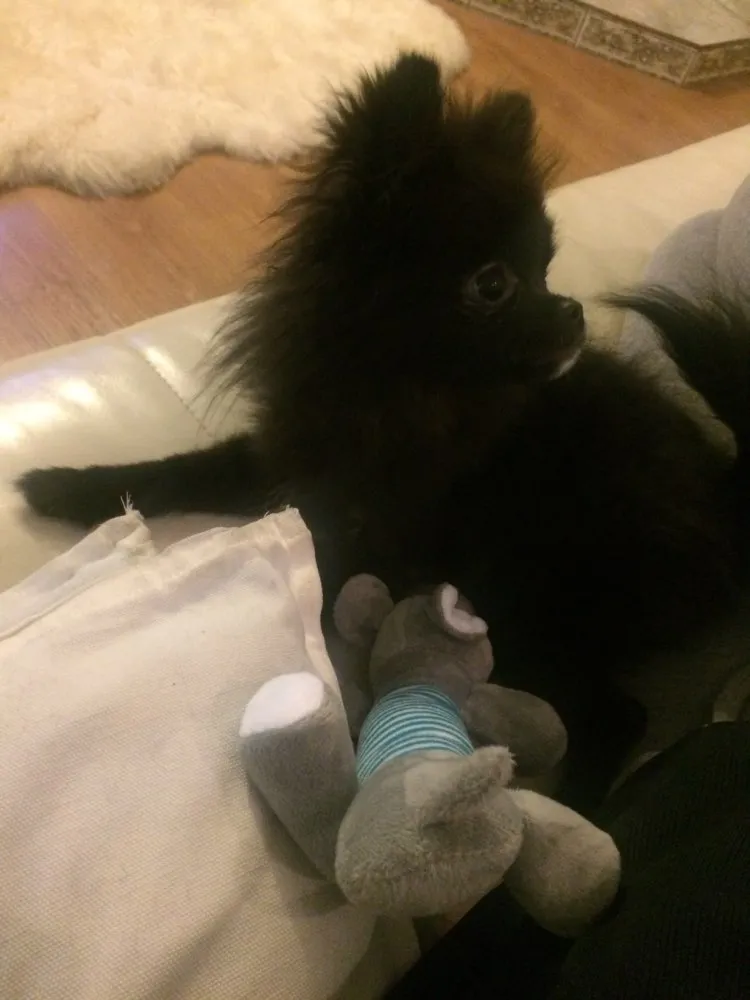 Dog Plush Squeak Toy