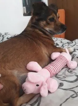 Dog Plush Squeak Toy