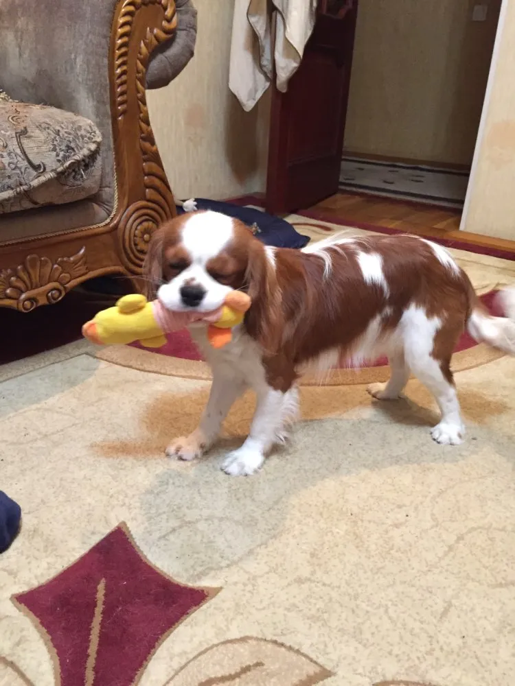 Dog Plush Squeak Toy