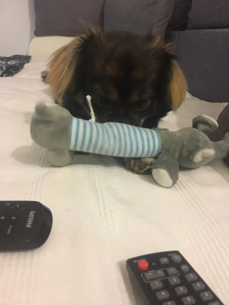 Dog Plush Squeak Toy