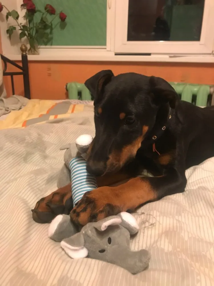 Dog Plush Squeak Toy