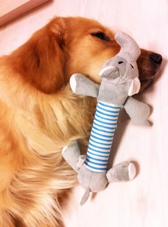 Dog Plush Squeak Toy