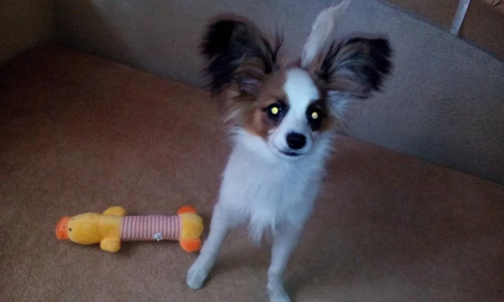 Dog Plush Squeak Toy