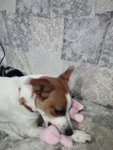 Dog Plush Squeak Toy
