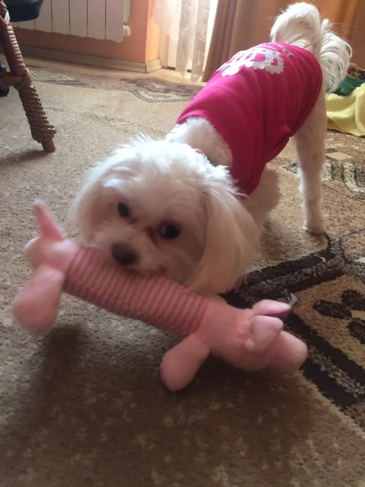 Dog Plush Squeak Toy