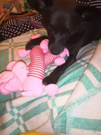 Dog Plush Squeak Toy