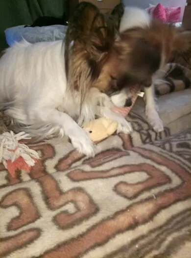 Dog Plush Squeak Toy