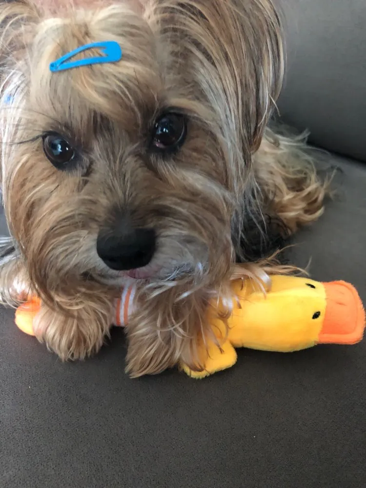 Dog Plush Squeak Toy