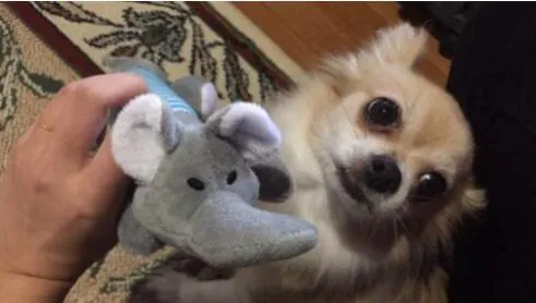 Dog Plush Squeak Toy