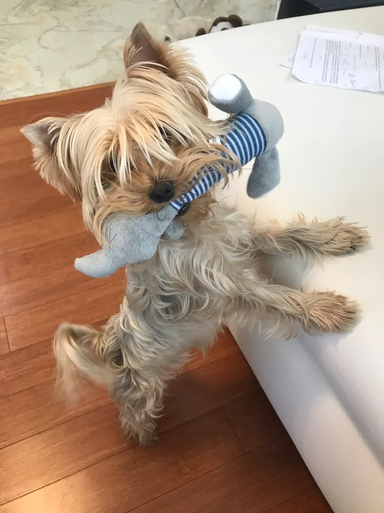 Dog Plush Squeak Toy
