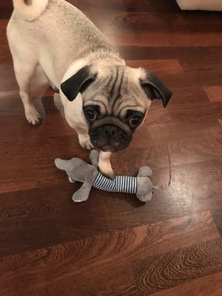 Dog Plush Squeak Toy