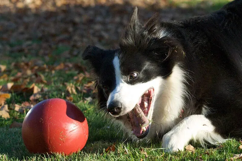 Jolly Pets Push-N-Play